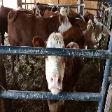 Hereford Cattle for sale.