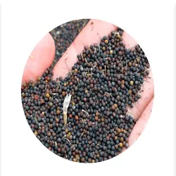 Selected rapeseeds oilseed winter crop for animal feeding and oil production wholesale price grain